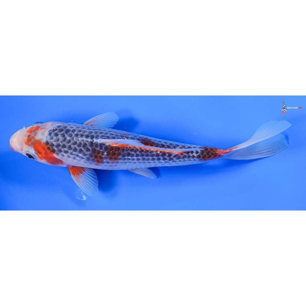 9” Imported Asagi - Image 5