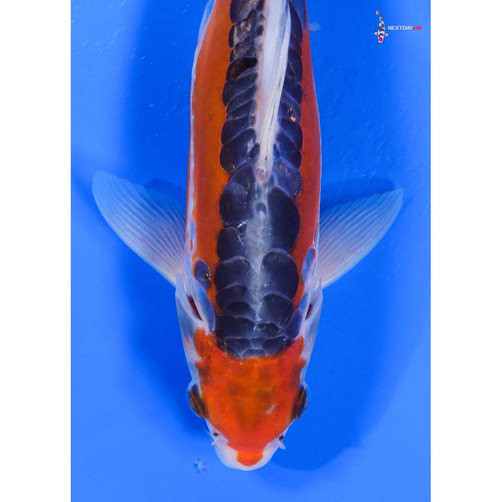 9” Imported Shusui - Image 2