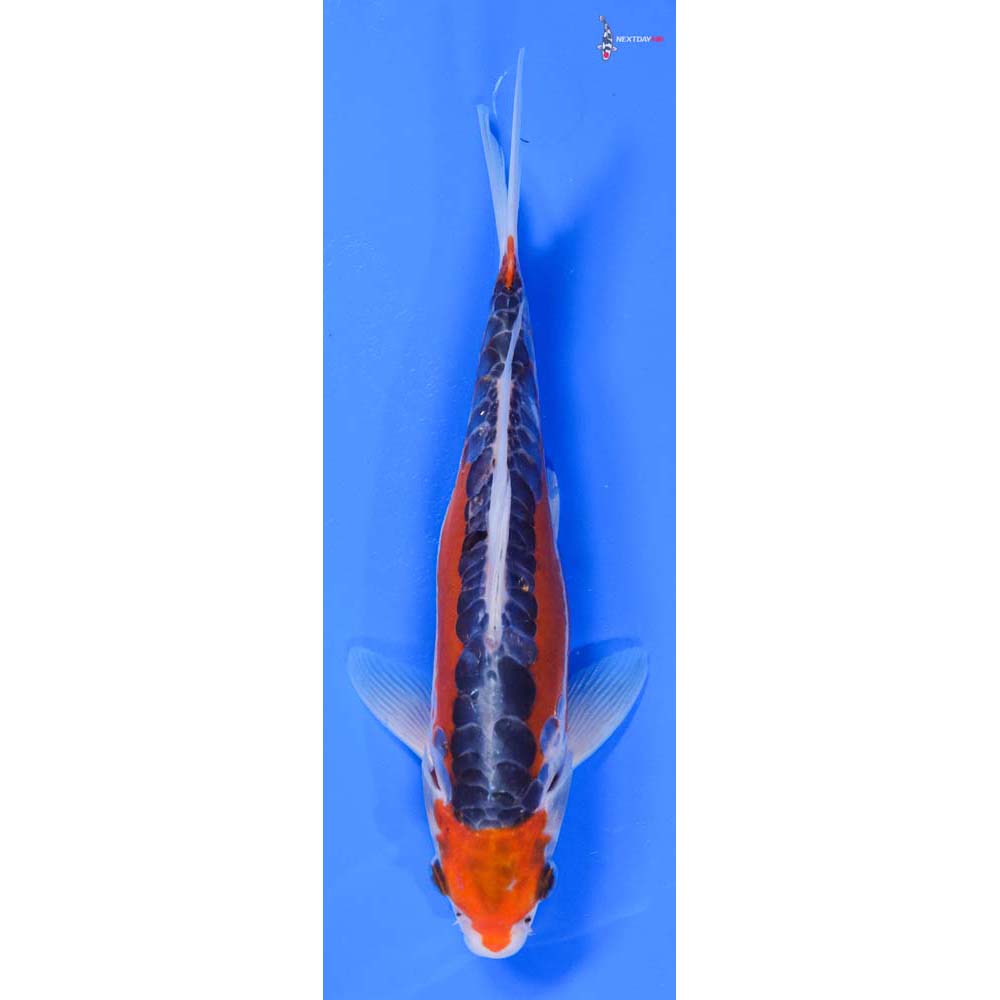 9” Imported Shusui - Image 4