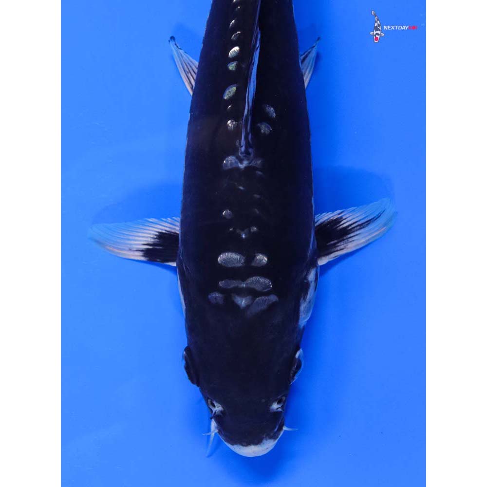 9” Imported Gin Rin Kumonryu - Image 2