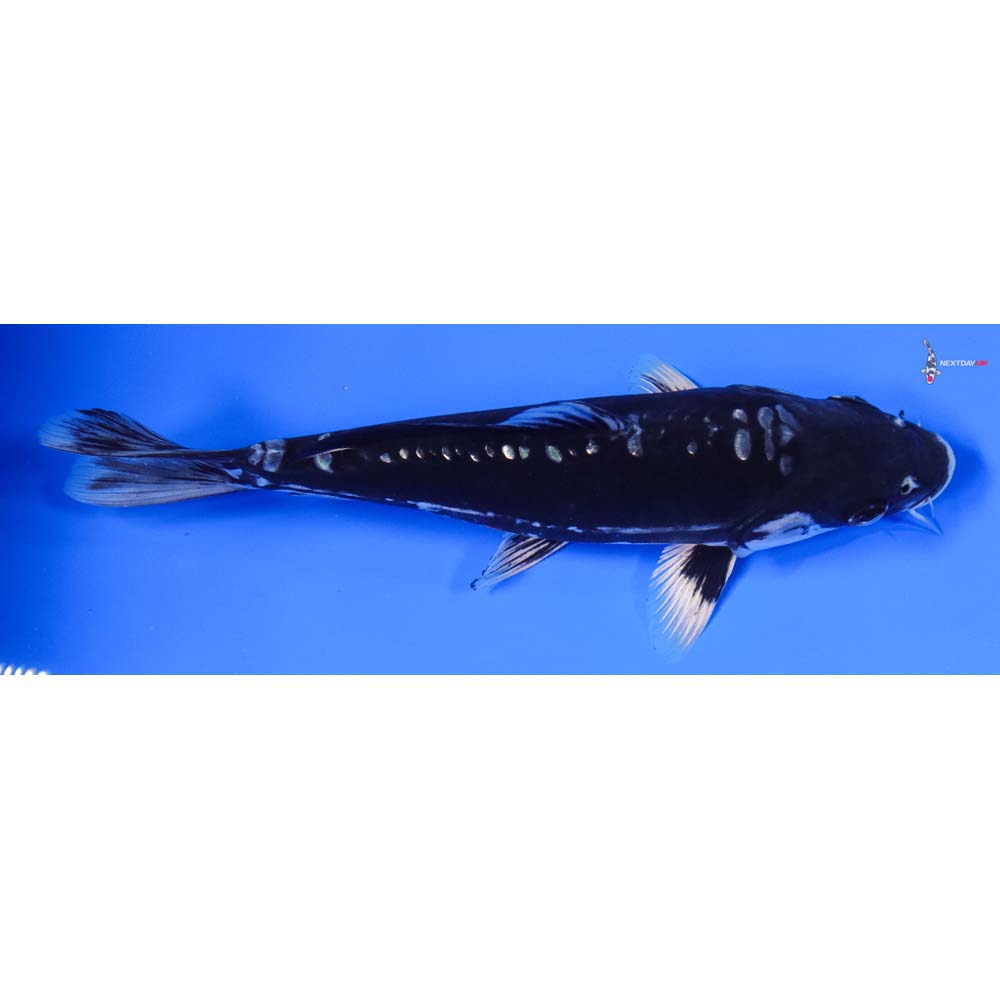 9” Imported Gin Rin Kumonryu - Image 3