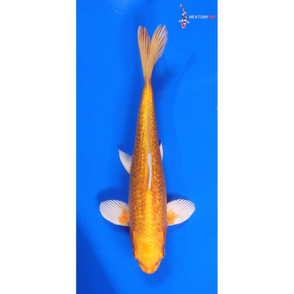 10” Imported Gin Rin Orenji Ogon