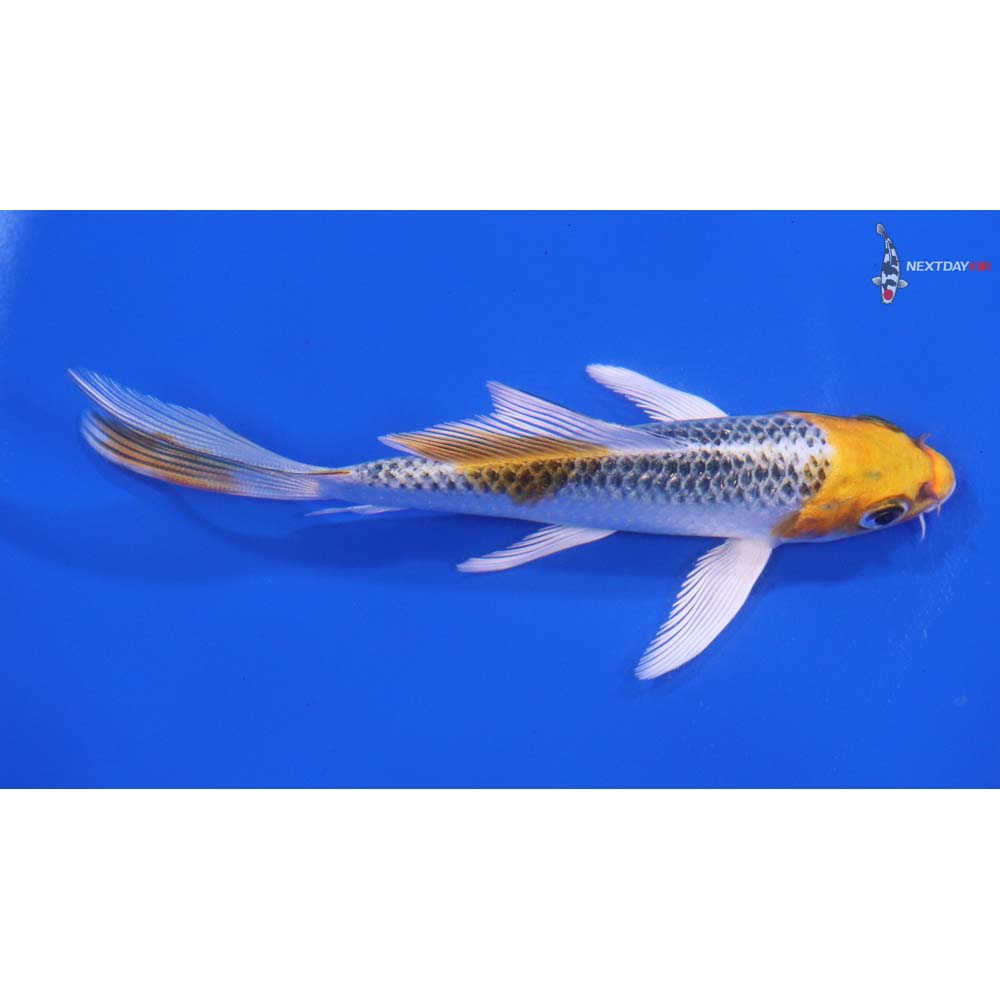 4.5" Imported Kujaku Butterfly Koi - Image 2