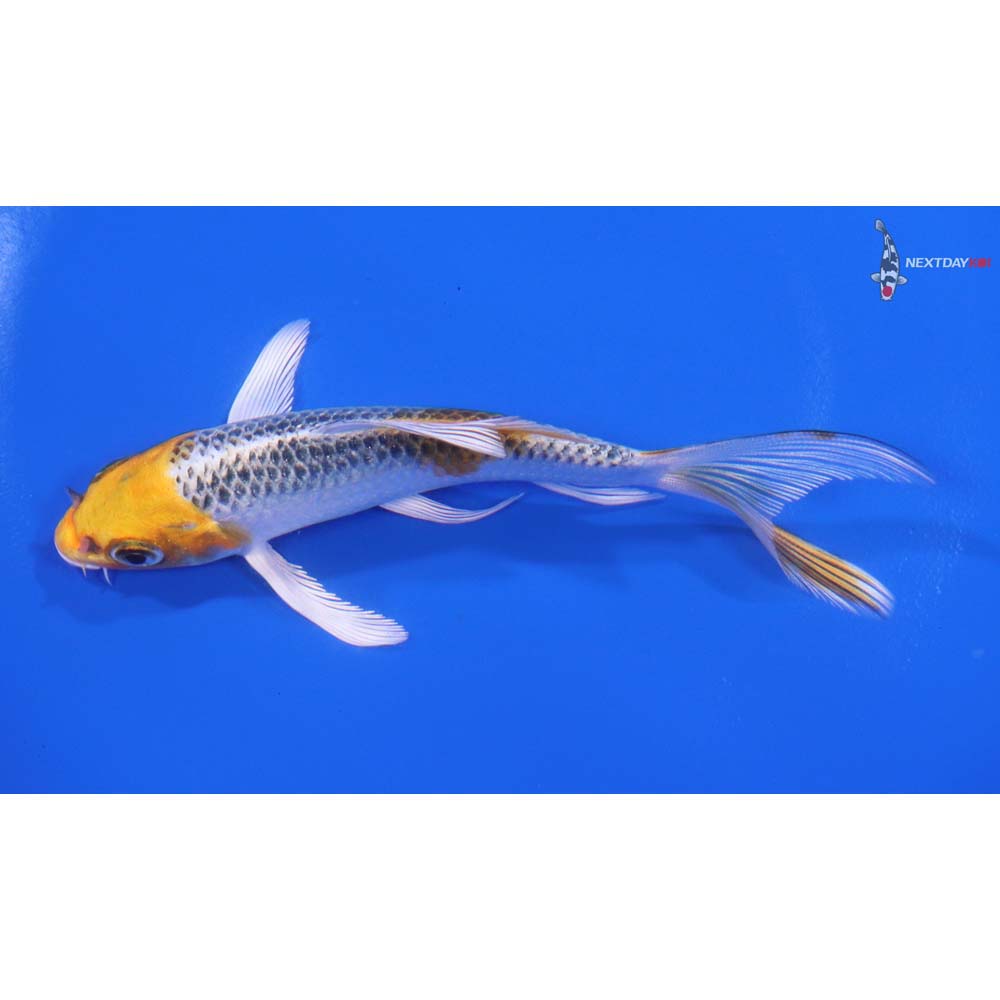4.5" Imported Kujaku Butterfly Koi - Image 4