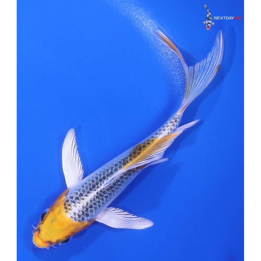 4.5" Imported Kujaku Butterfly Koi - Image 5