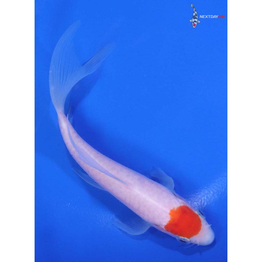 5" Imported Kohaku Butterfly Koi