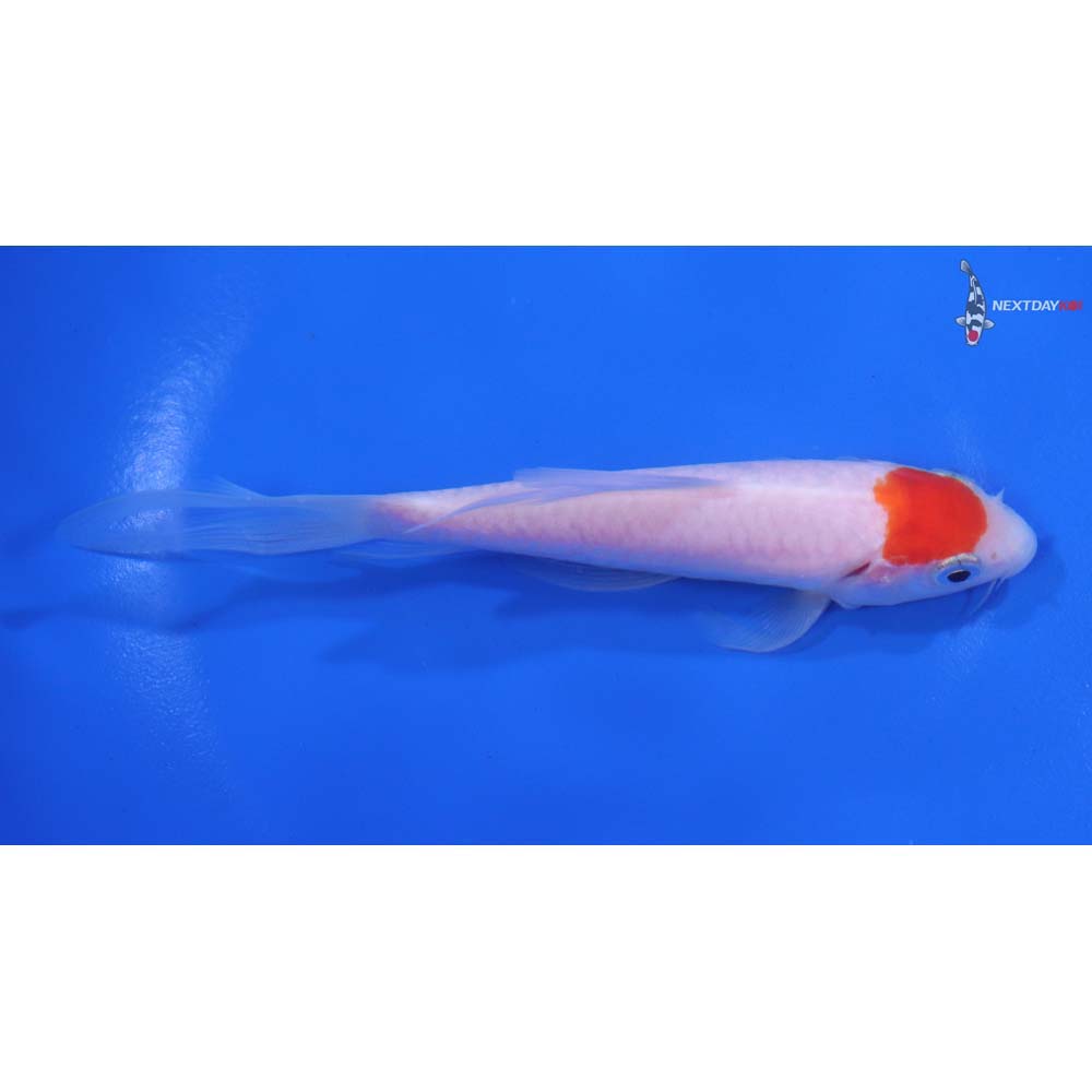 5" Imported Kohaku Butterfly Koi - Image 2