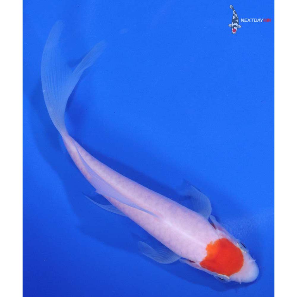 5" Imported Kohaku Butterfly Koi - Image 3