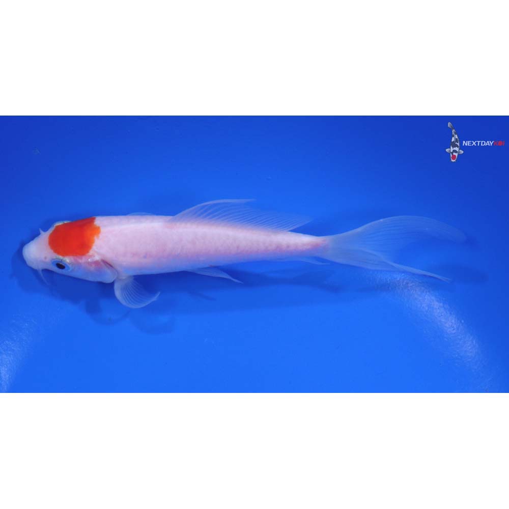 5" Imported Kohaku Butterfly Koi - Image 4