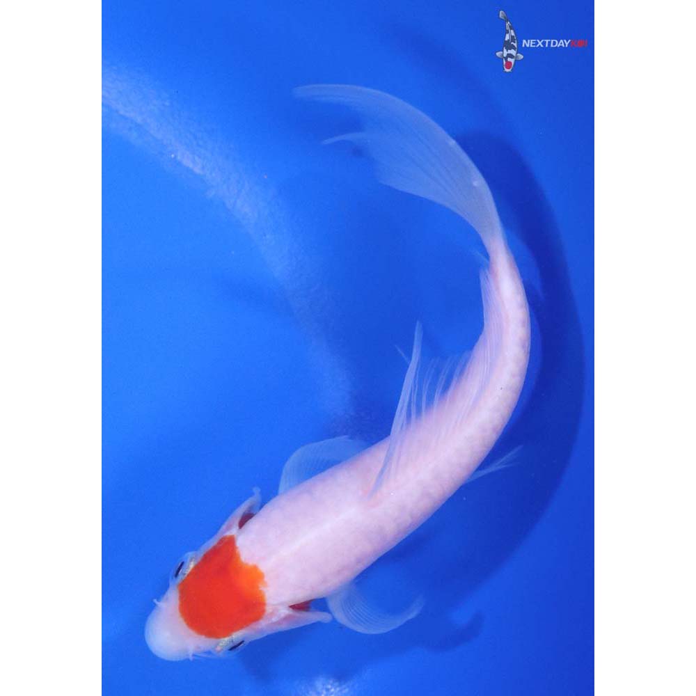 5" Imported Kohaku Butterfly Koi - Image 5