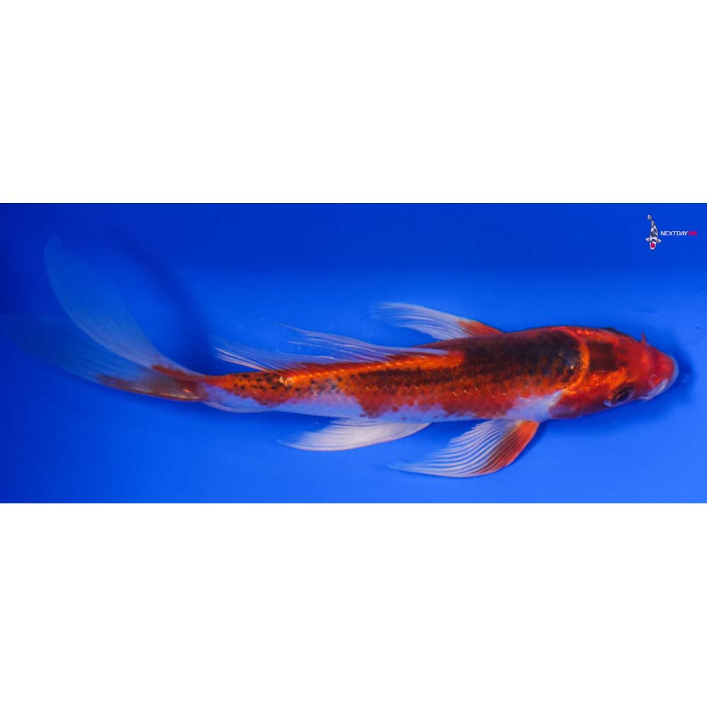 5” Imported Kujaku Butterfly Koi - Image 2