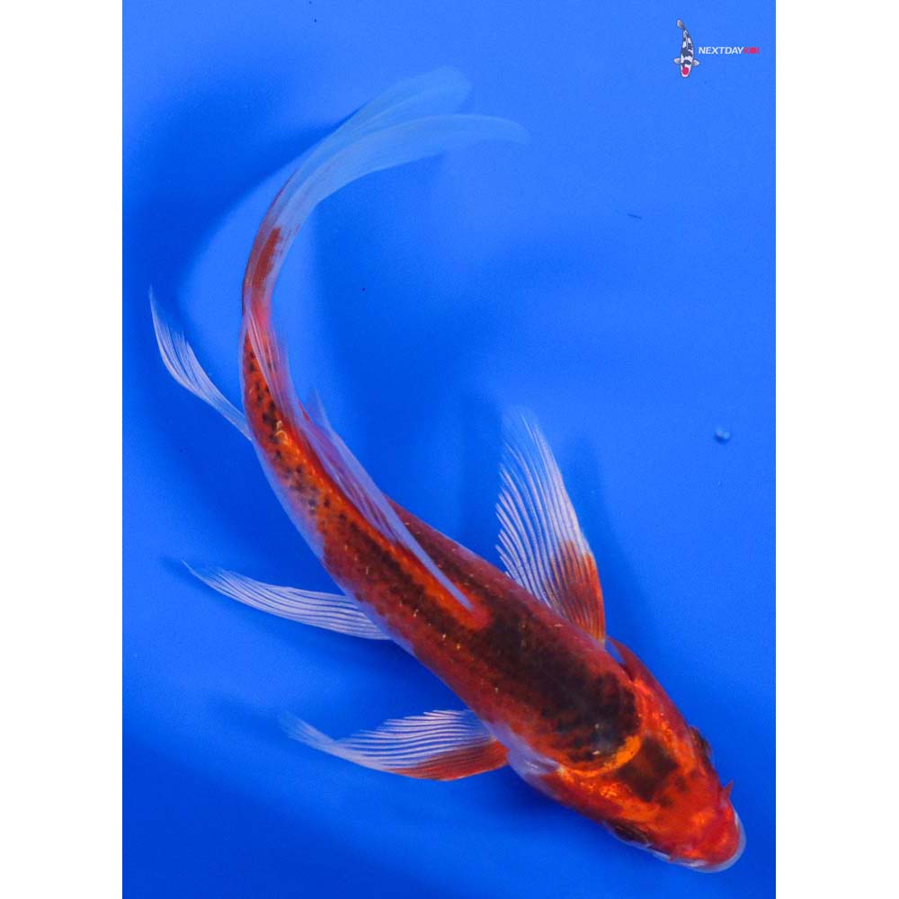 5” Imported Kujaku Butterfly Koi - Image 3