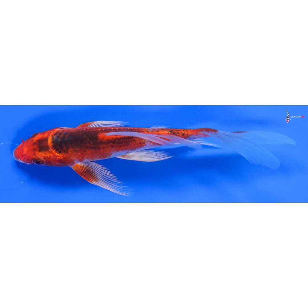 5” Imported Kujaku Butterfly Koi - Image 4