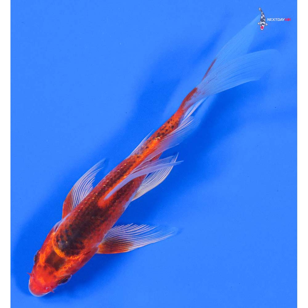 5” Imported Kujaku Butterfly Koi - Image 5