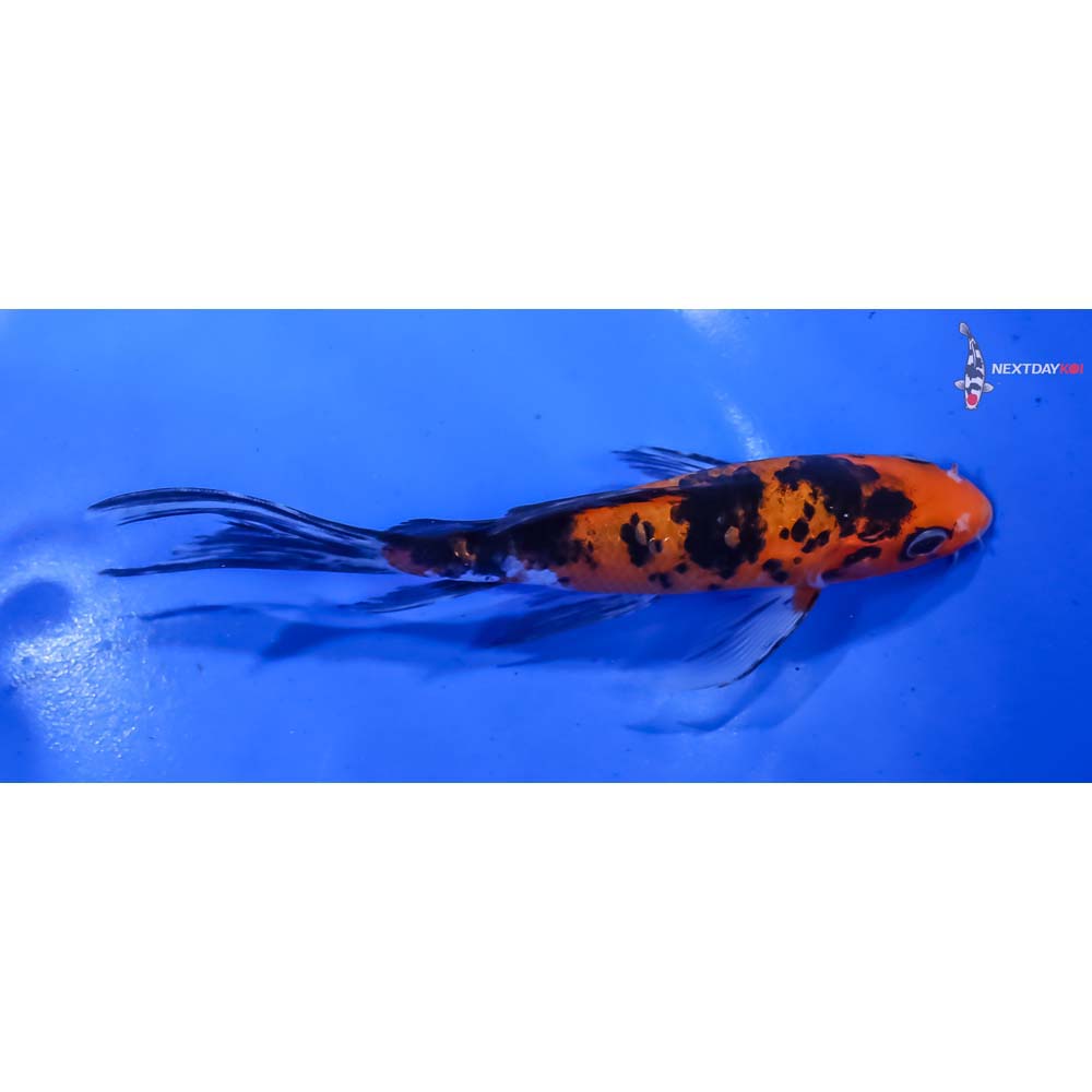 6” Imported Aka Bekko Butterfly Koi - Image 2