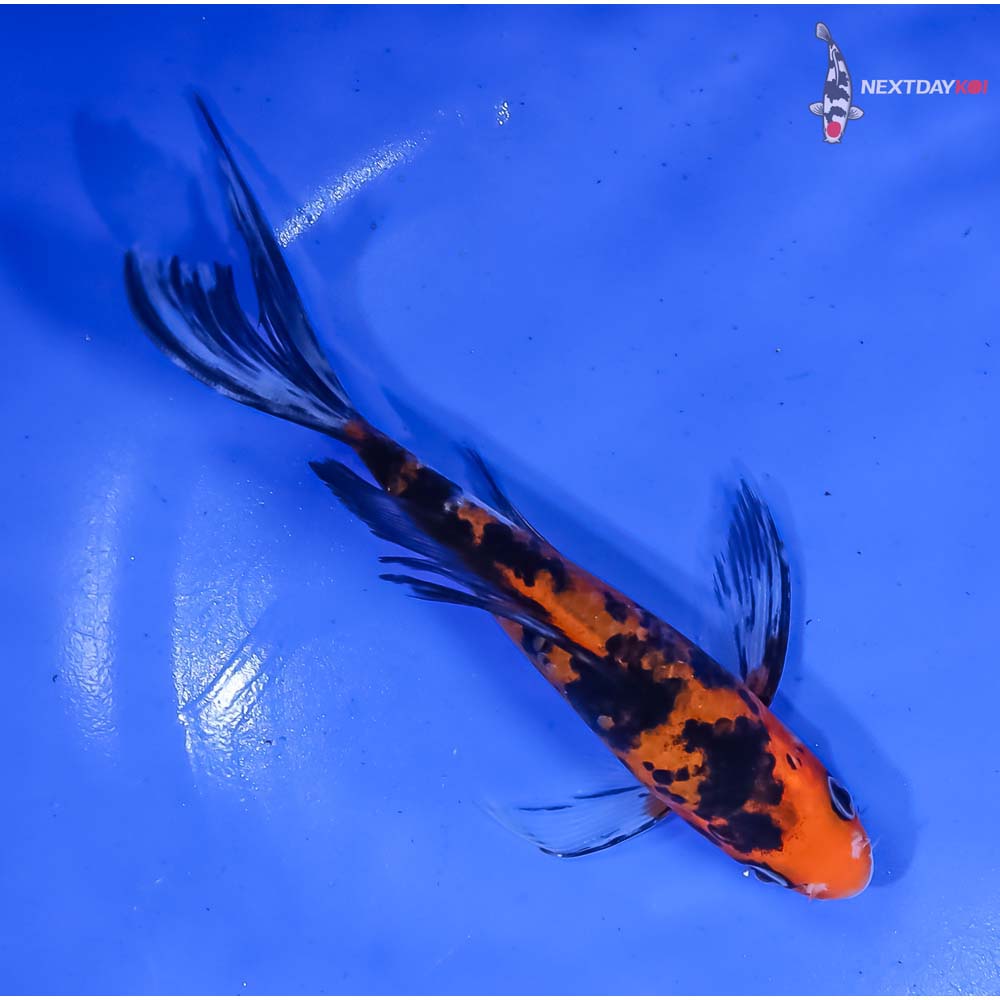 6” Imported Aka Bekko Butterfly Koi - Image 3