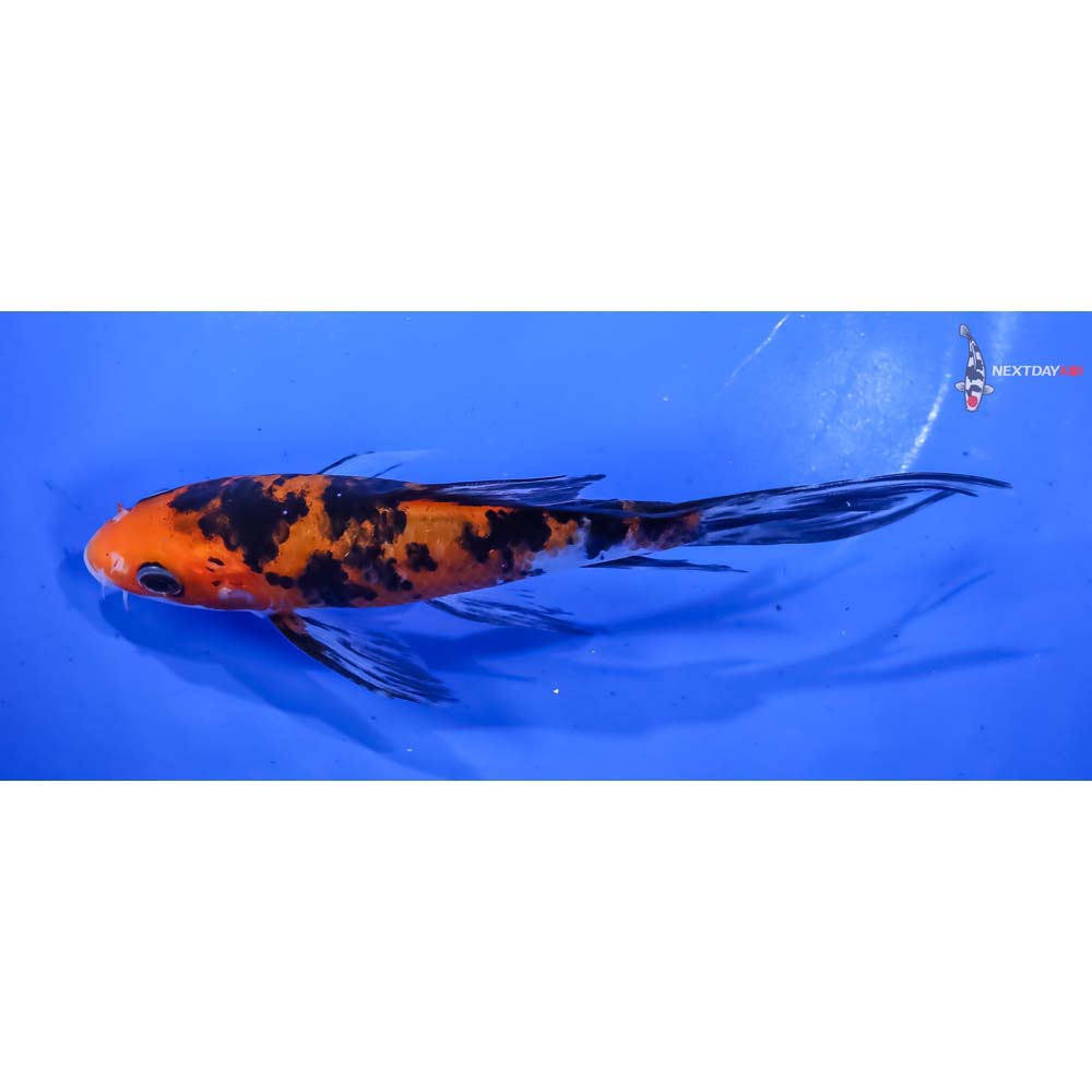 6” Imported Aka Bekko Butterfly Koi - Image 4