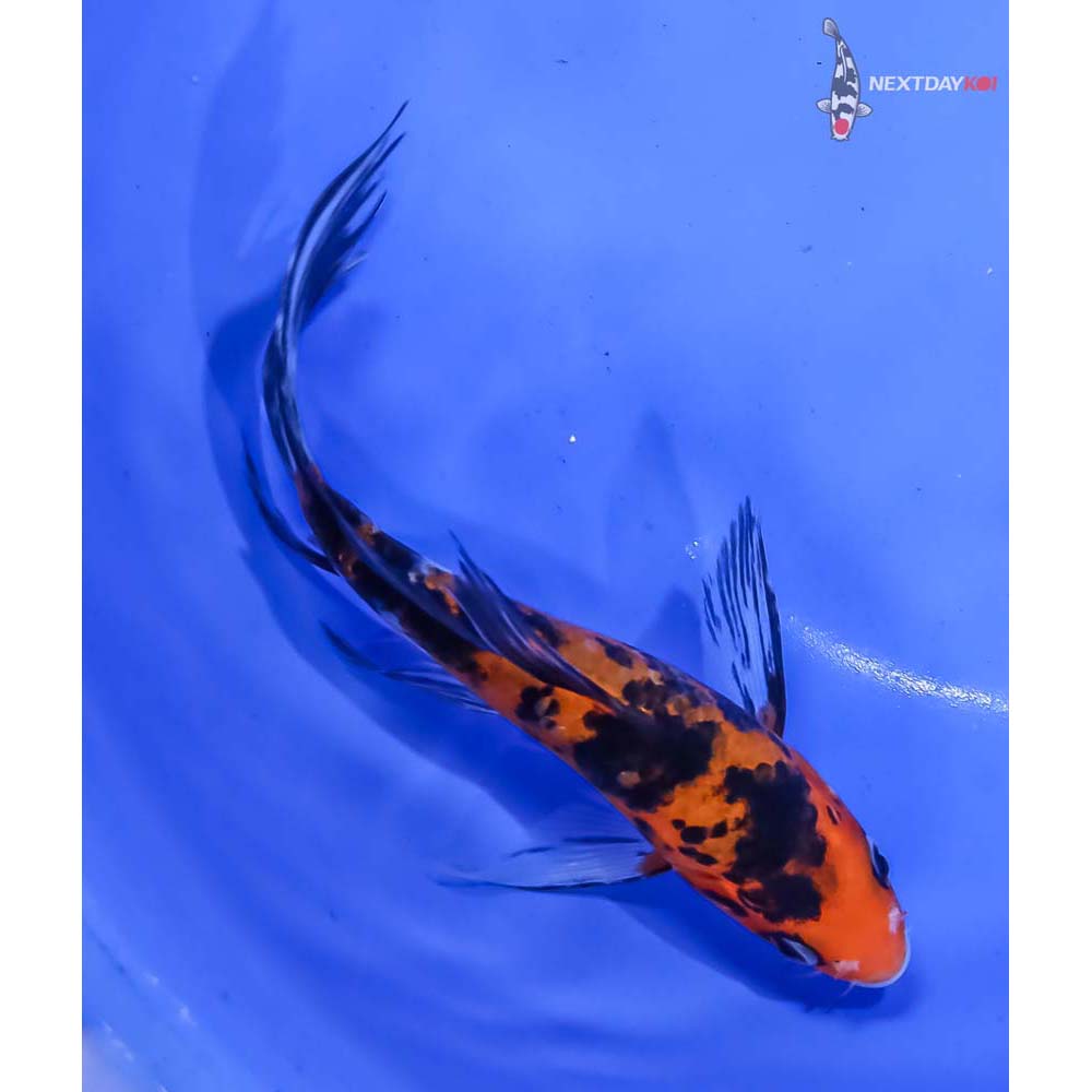 6” Imported Aka Bekko Butterfly Koi - Image 5