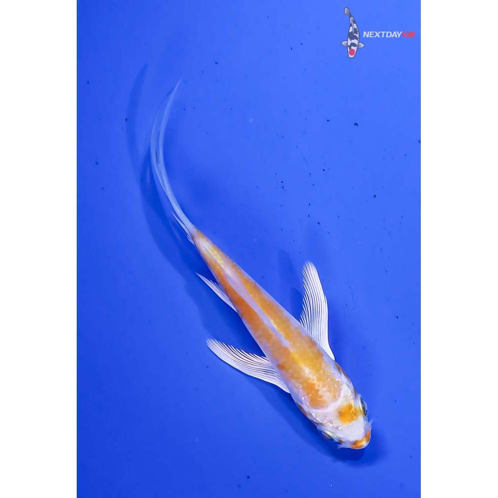 3.5” Imported Lemon Hariwake Butterfly Koi