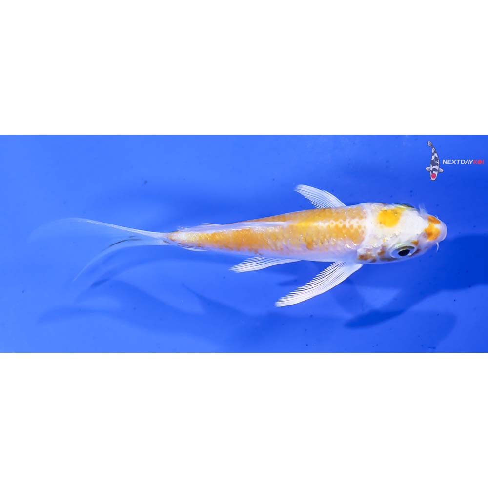 3.5” Imported Lemon Hariwake Butterfly Koi - Image 2
