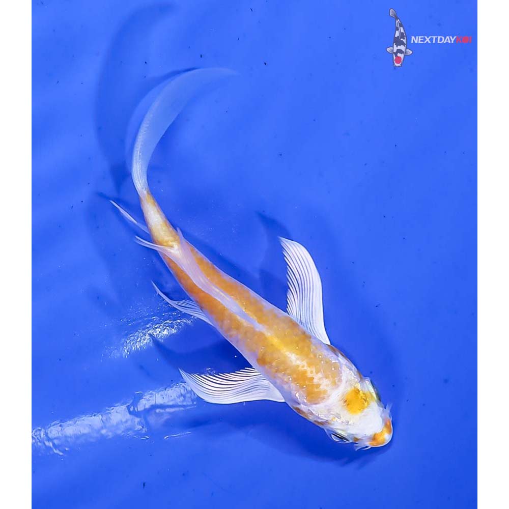 3.5” Imported Lemon Hariwake Butterfly Koi - Image 3