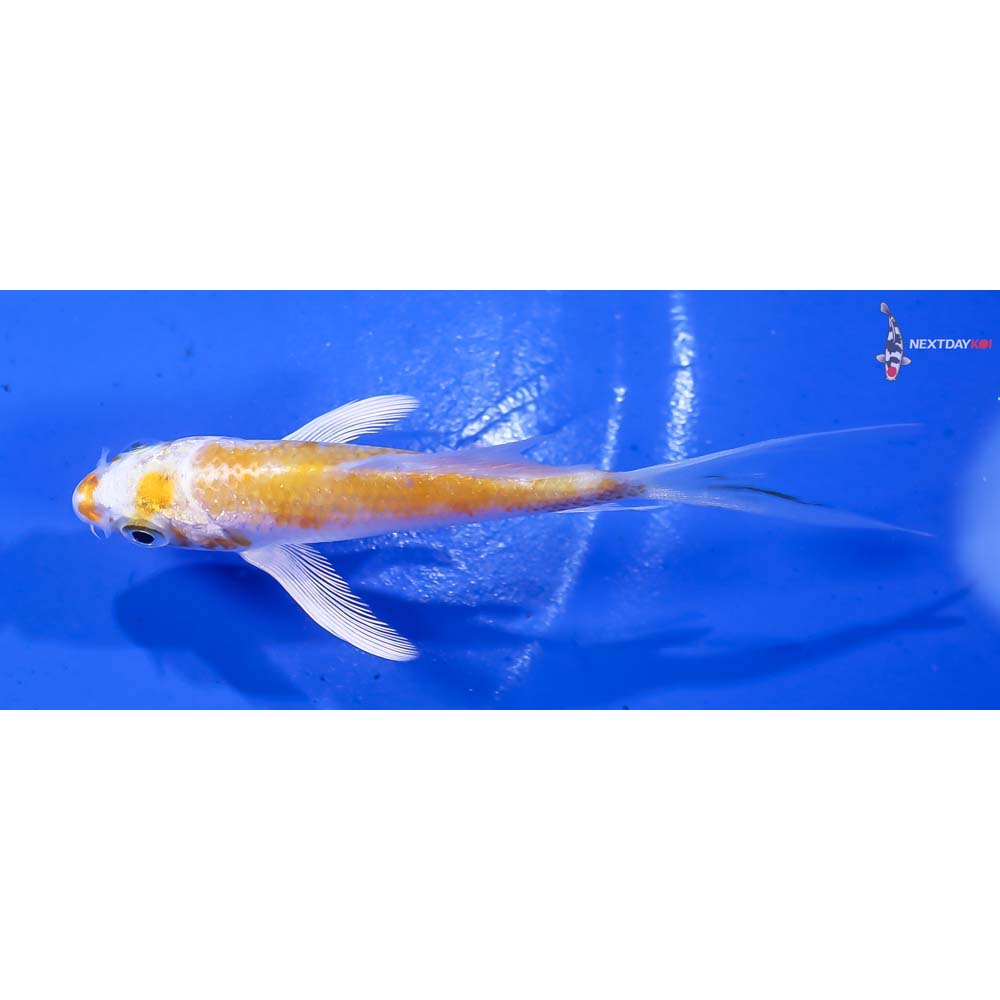 3.5” Imported Lemon Hariwake Butterfly Koi - Image 4