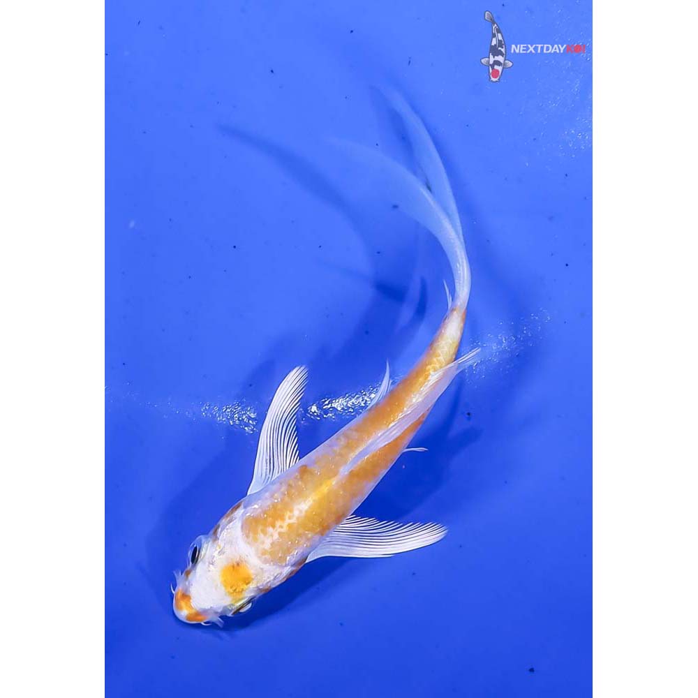 3.5” Imported Lemon Hariwake Butterfly Koi - Image 5