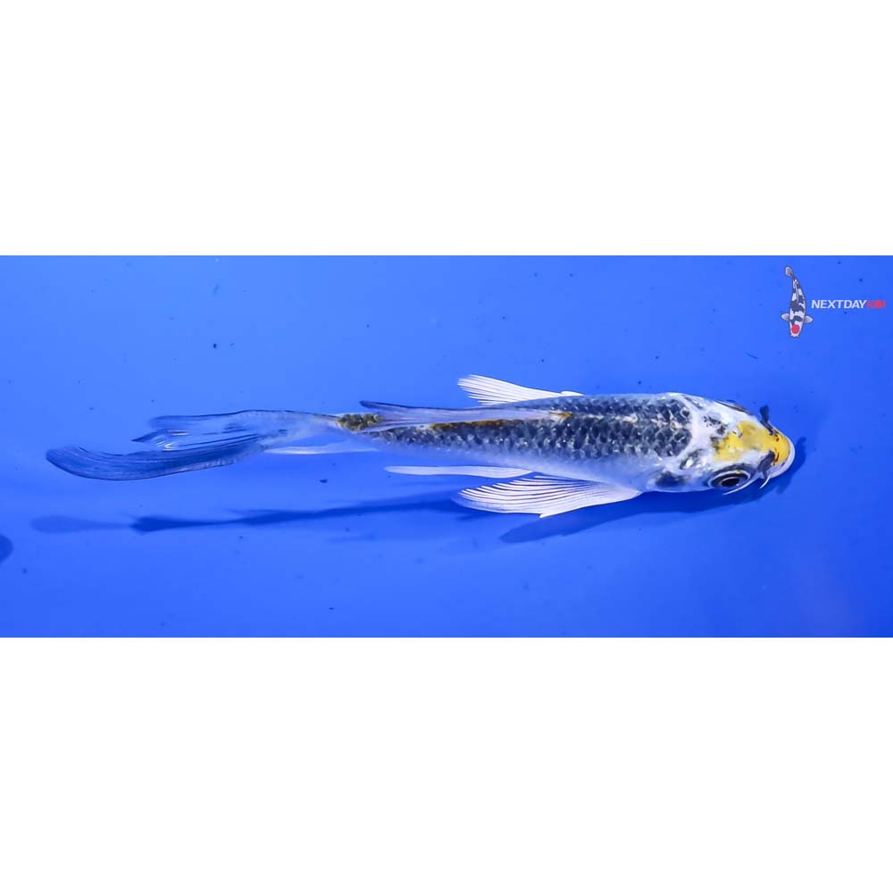 4” Imported Gin Rin Kujaku Butterfly Koi - Image 2