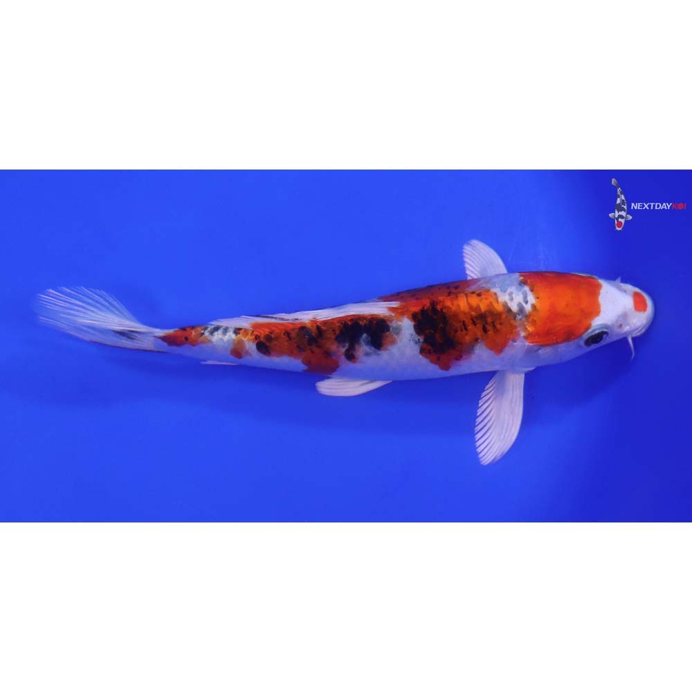 7" Imported Yamato Nishiki - Image 2