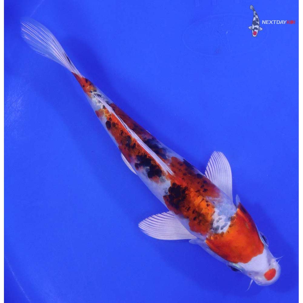 7" Imported Yamato Nishiki - Image 3