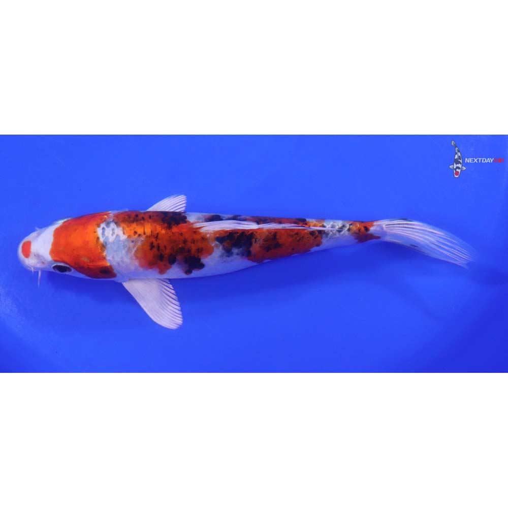 7" Imported Yamato Nishiki - Image 4