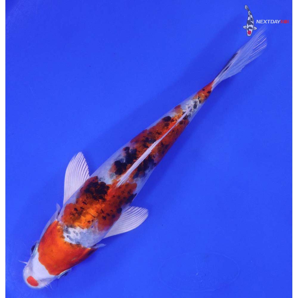 7" Imported Yamato Nishiki - Image 5