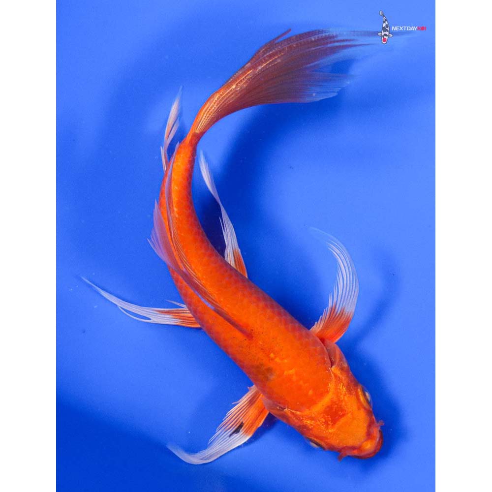 6.5” Imported Orenji Ogon Butterfly Koi