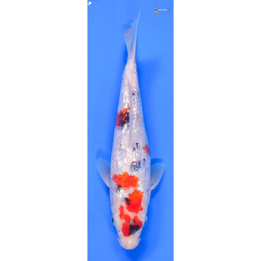 7.5” Imported Gin Rin Sanke