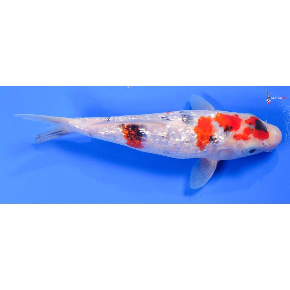 7.5” Imported Gin Rin Sanke - Image 2