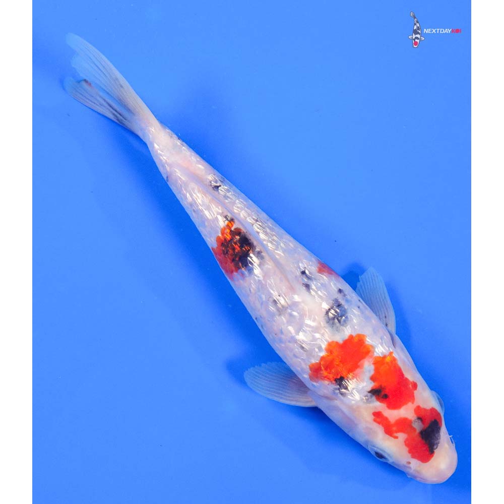 7.5” Imported Gin Rin Sanke - Image 3