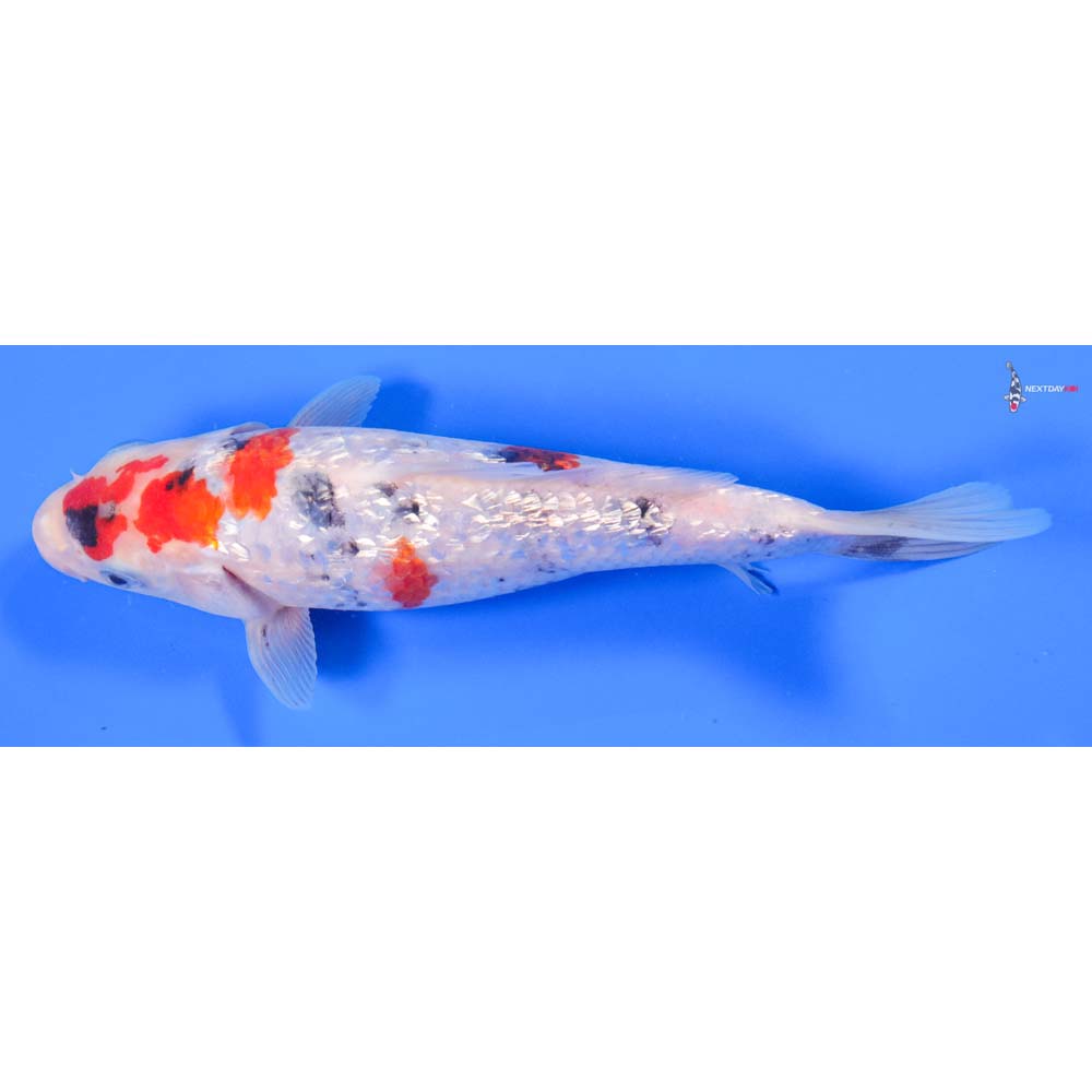 7.5” Imported Gin Rin Sanke - Image 4