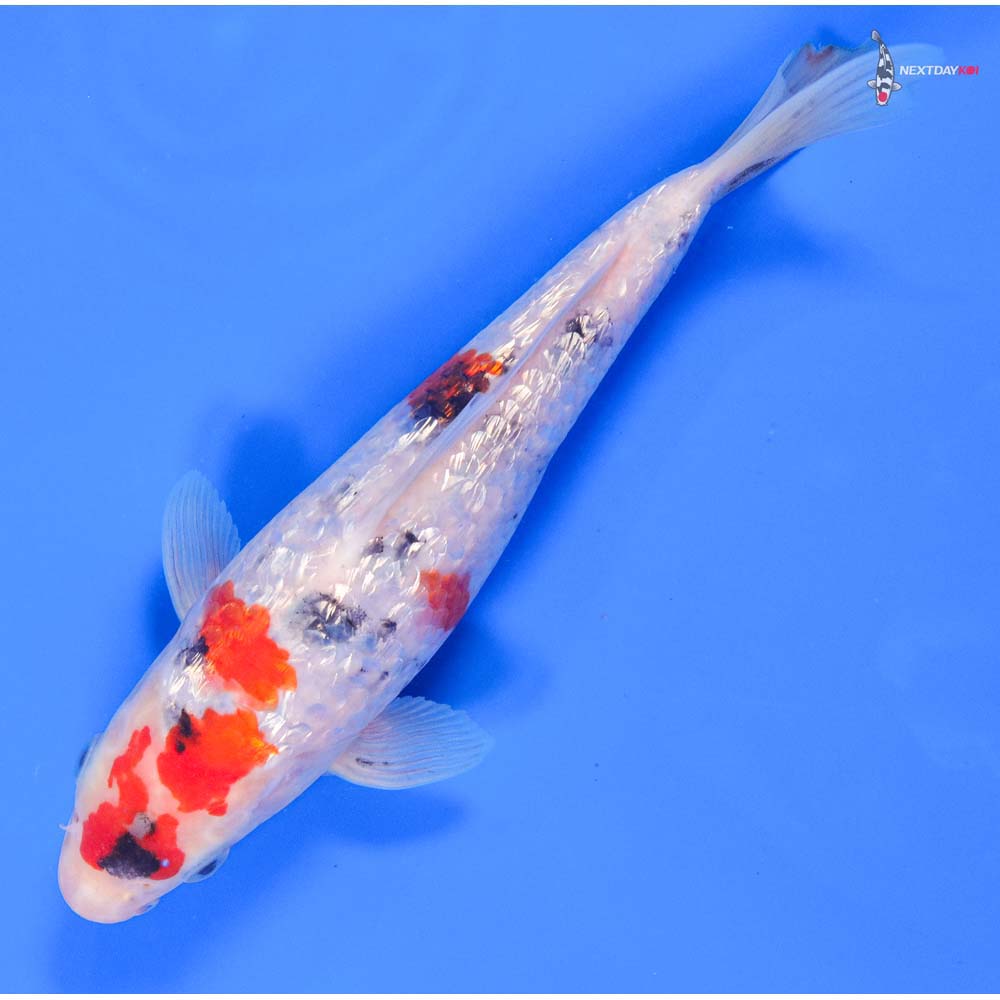 7.5” Imported Gin Rin Sanke - Image 5