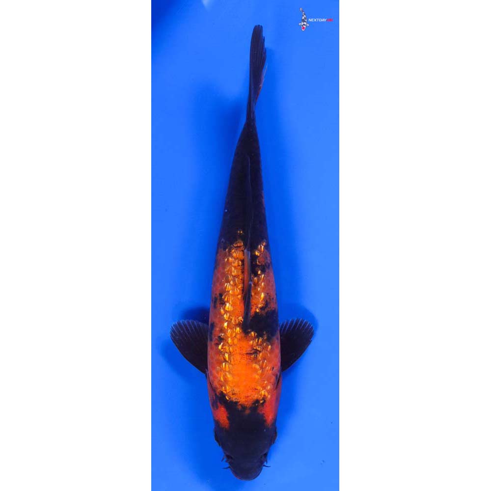 8” Imported Gin Rin Hi Utsuri