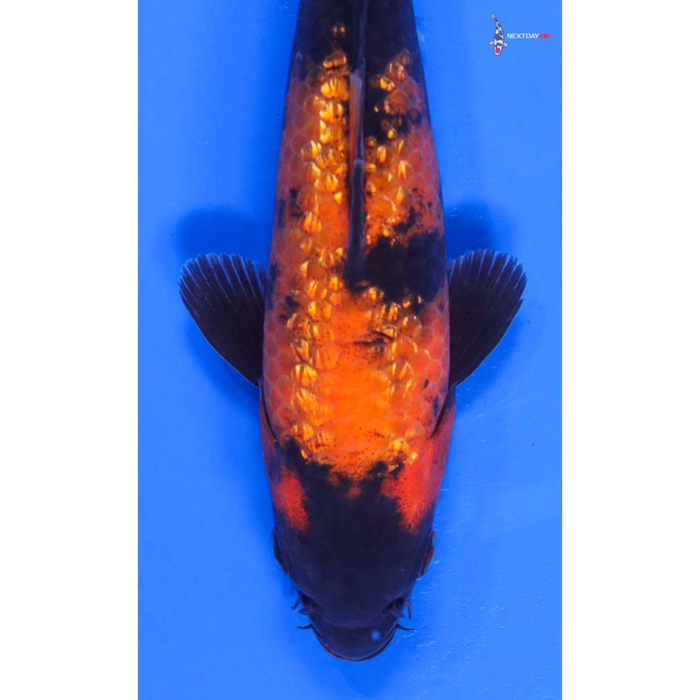 8” Imported Gin Rin Hi Utsuri - Image 2