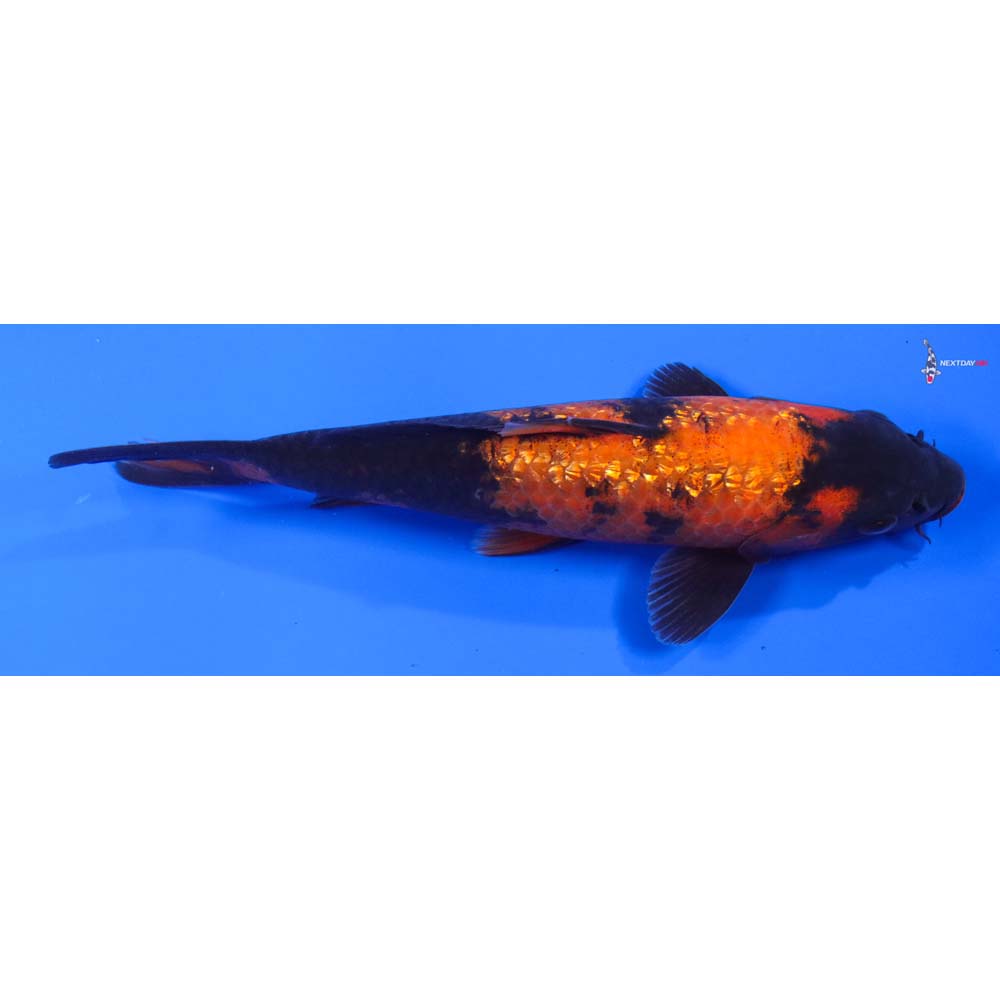 8” Imported Gin Rin Hi Utsuri - Image 3