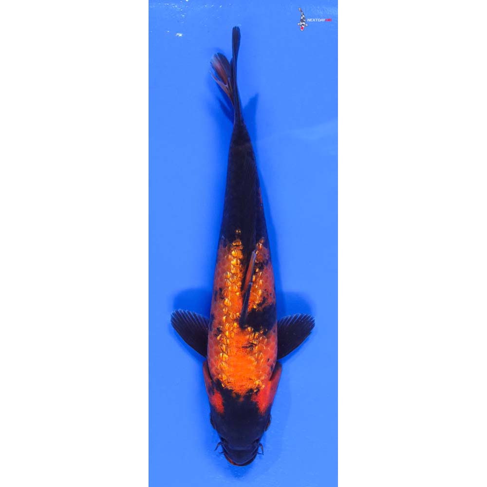 8” Imported Gin Rin Hi Utsuri - Image 4