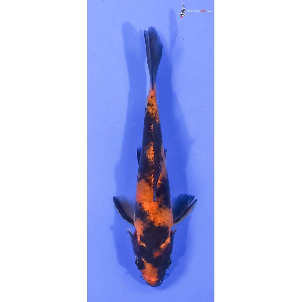 4.5” Imported Hi Utsuri