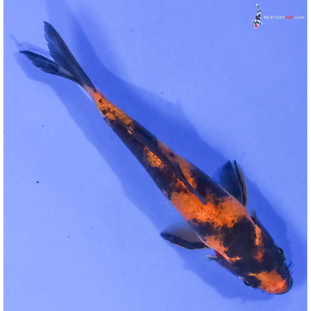 4.5” Imported Hi Utsuri - Image 3