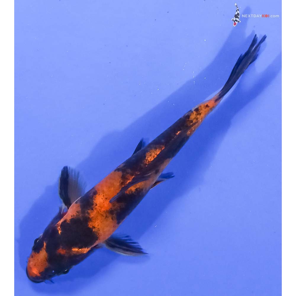 4.5” Imported Hi Utsuri - Image 5