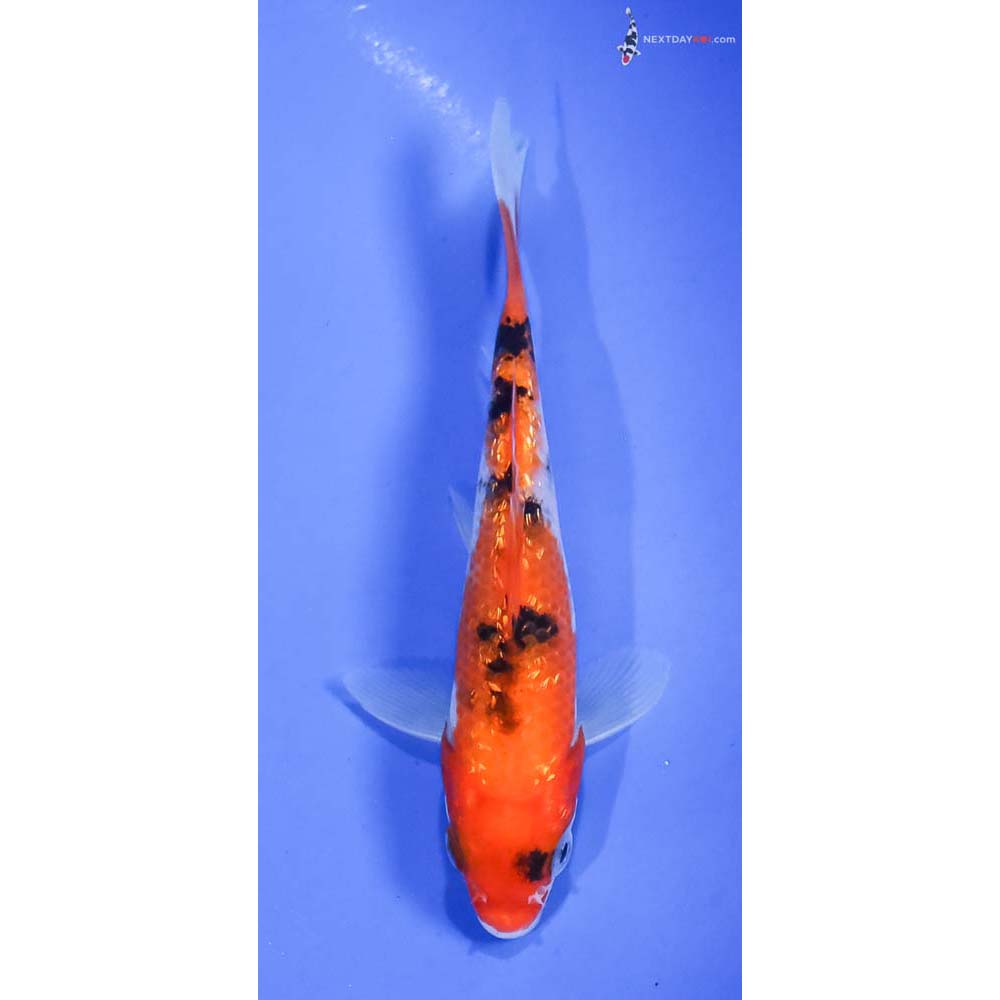 5” Imported Gin Rin Aka Sanke