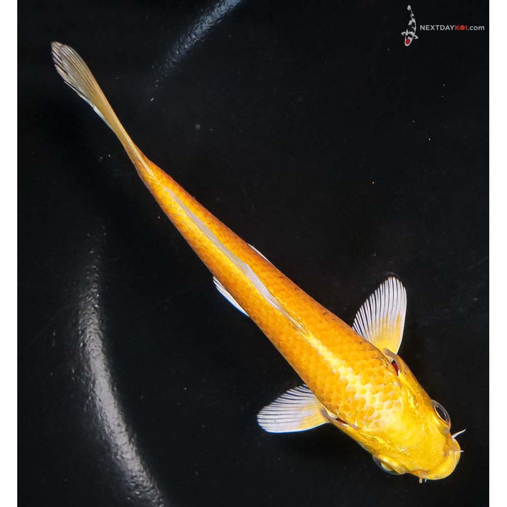 5” Imported Yamabuki Ogon - Image 3