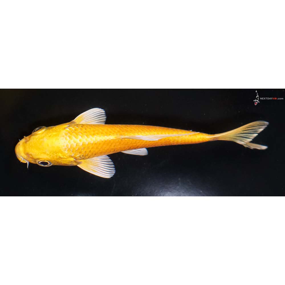 5” Imported Yamabuki Ogon - Image 4