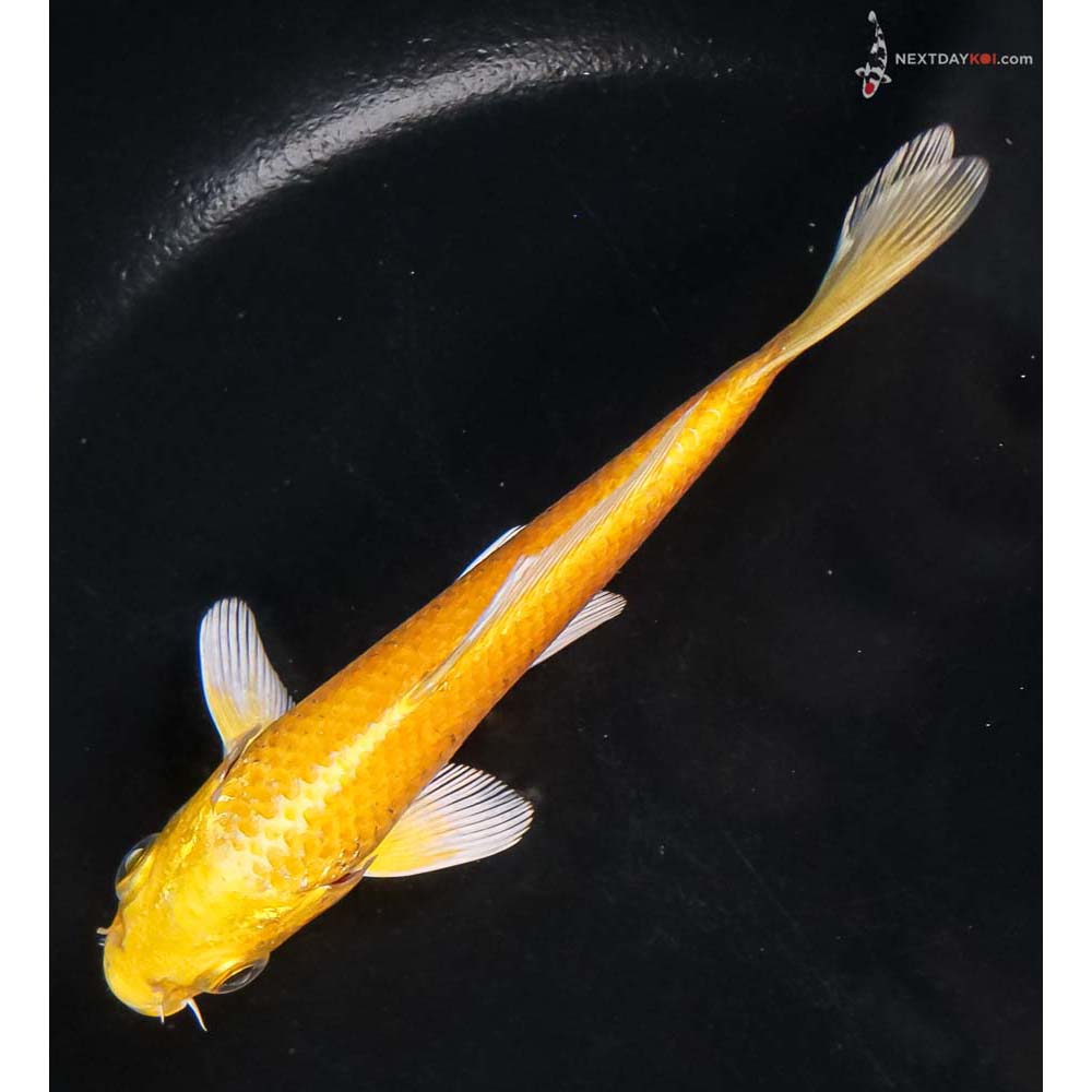 5” Imported Yamabuki Ogon - Image 5