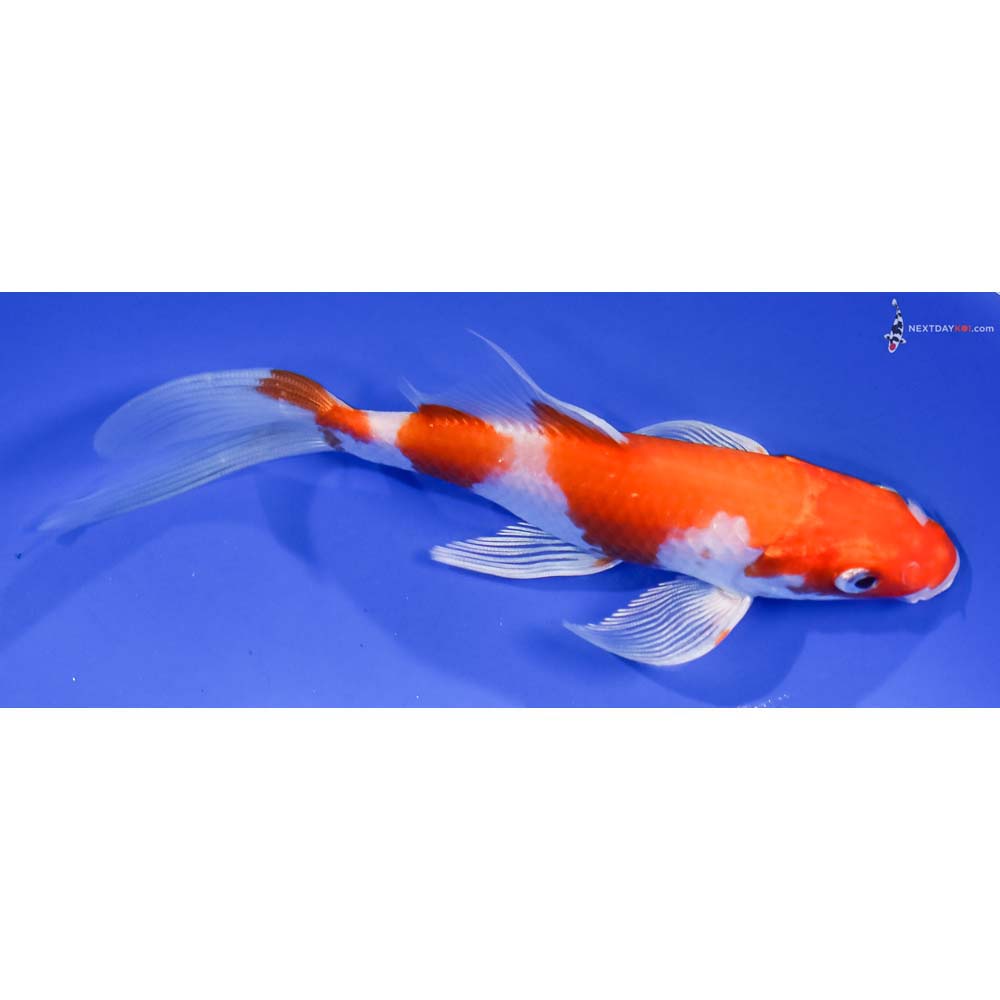 6” Imported Hariwake Butterfly Koi - Image 2